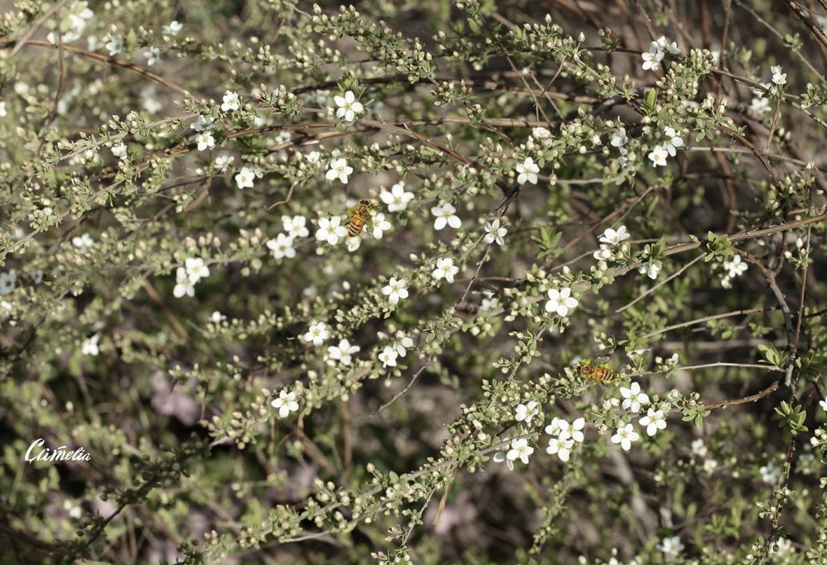 Михаил Меньшов | Санкт-Петербург