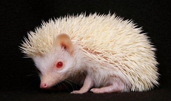 Сергей Реканский | Якутск