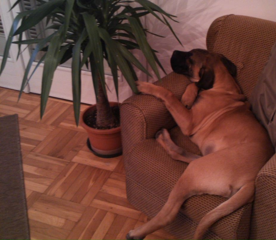 Viorina Badicel | Черновцы