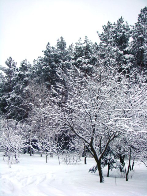 Алеся Сергеева ♥♥♥ | Киев