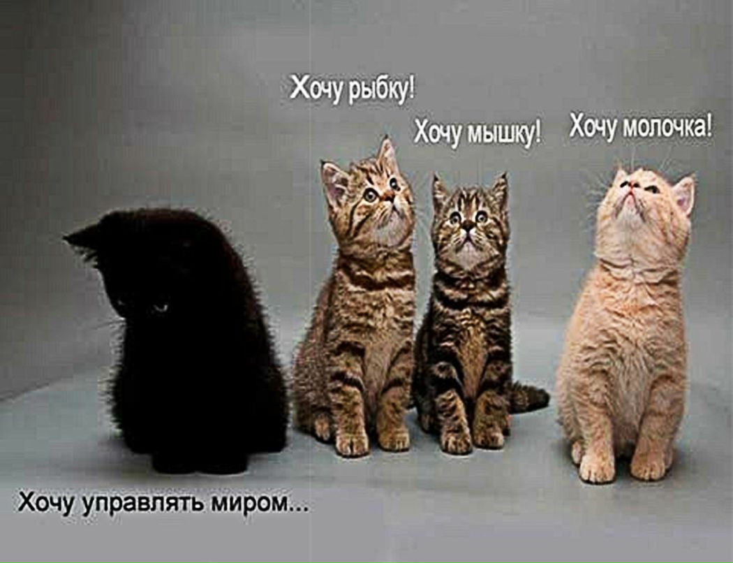 Mirochka Orleanskaya | Санкт-Петербург