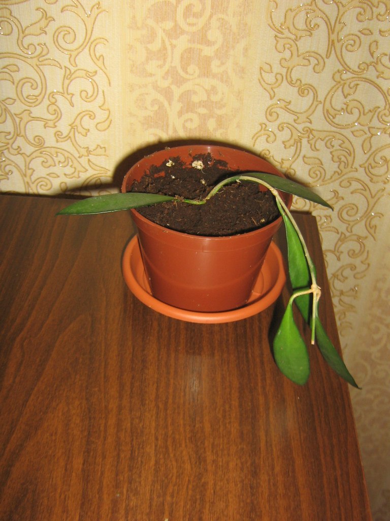 Ольга Атавина | Санкт-Петербург