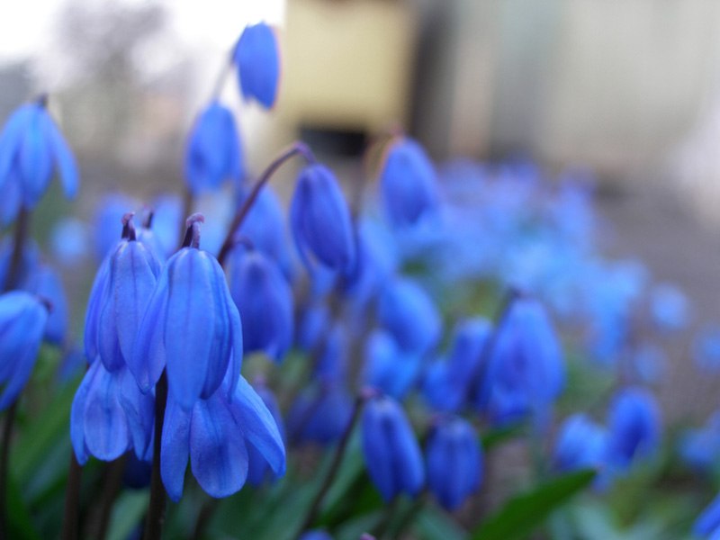 Ирина Ляшенко | Москва