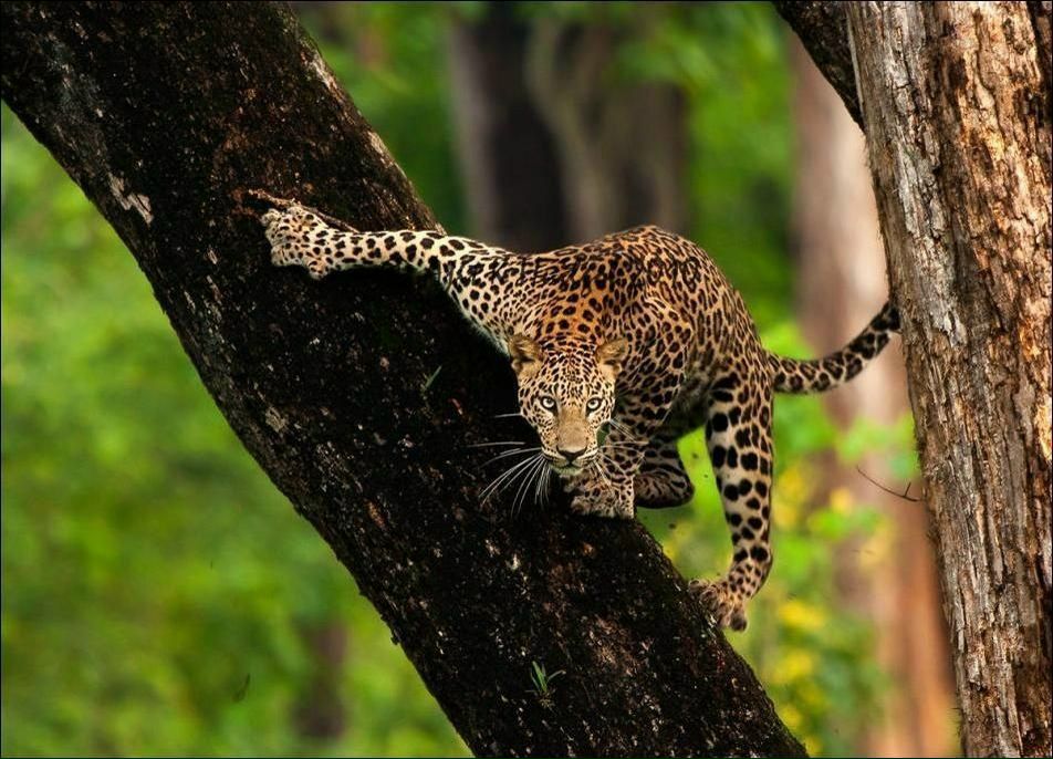 Андрей Агафонов | 