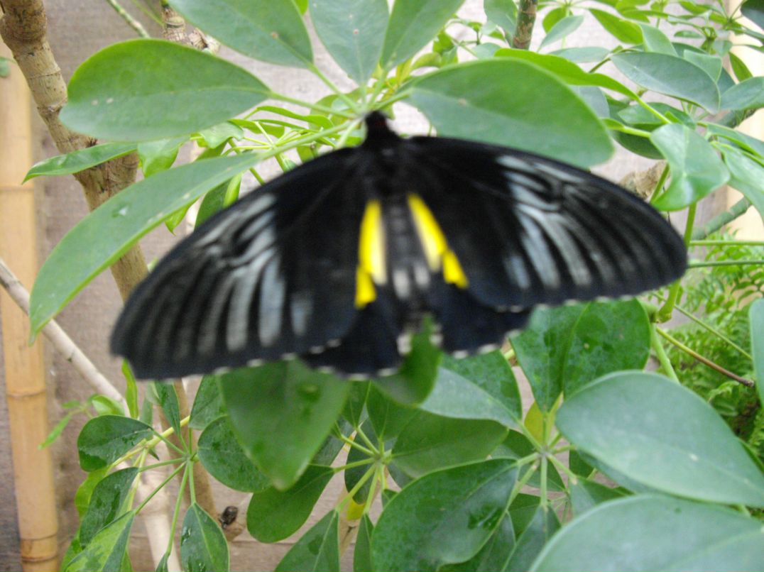 Ира Нечушкина | Санкт-Петербург