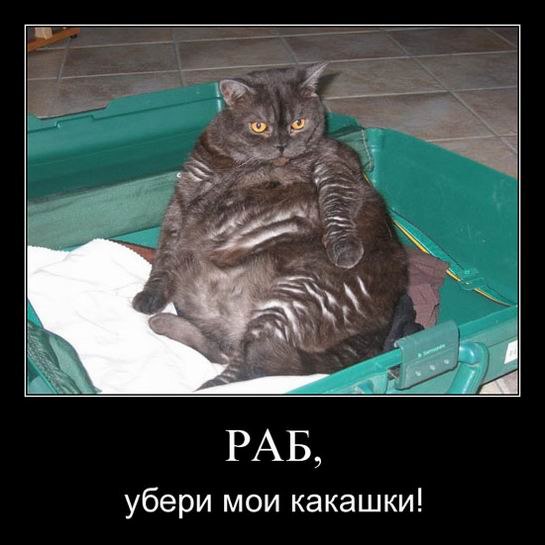 Наталя Стеценко Niagara | Львов