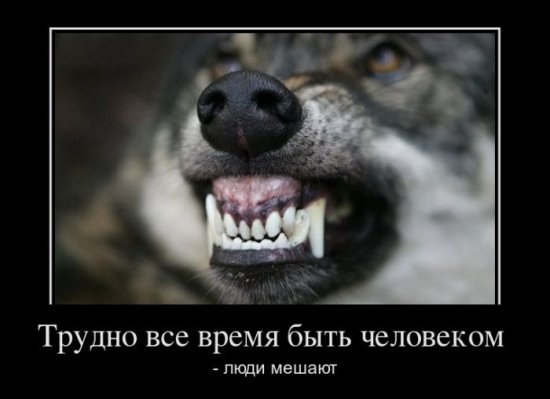 Александр Кульбаба | Киев