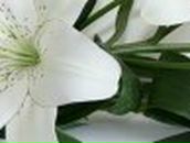 Елена Семёнова | Порхов