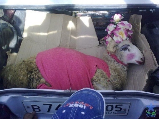 Мила Зантарая | 