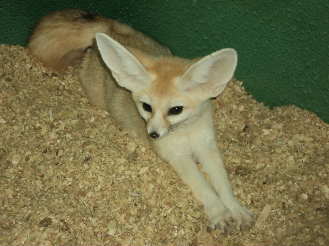 Вячеслав Трофимовский | Санкт-Петербург