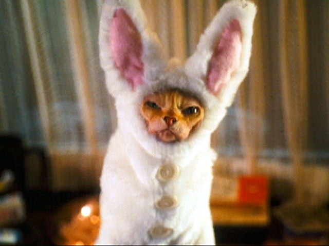 Бомонд Piskins | Житомир