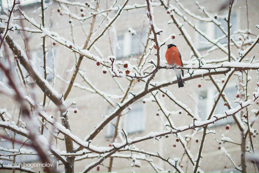 №8, Антон Богомолов, 43 года, Екатеринбург №8, Антон Богомолов, 43 года, Екатеринбург