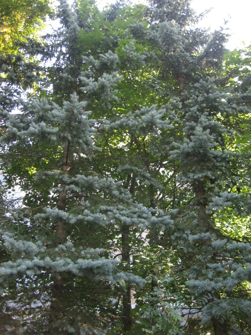 Oleg Olekshiy | Санкт-Петербург