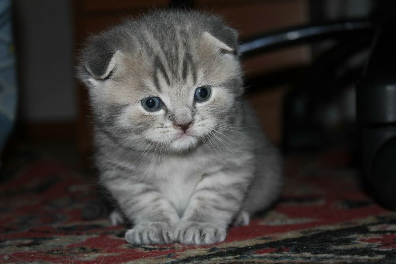 Ольга Шемелина | Северодвинск