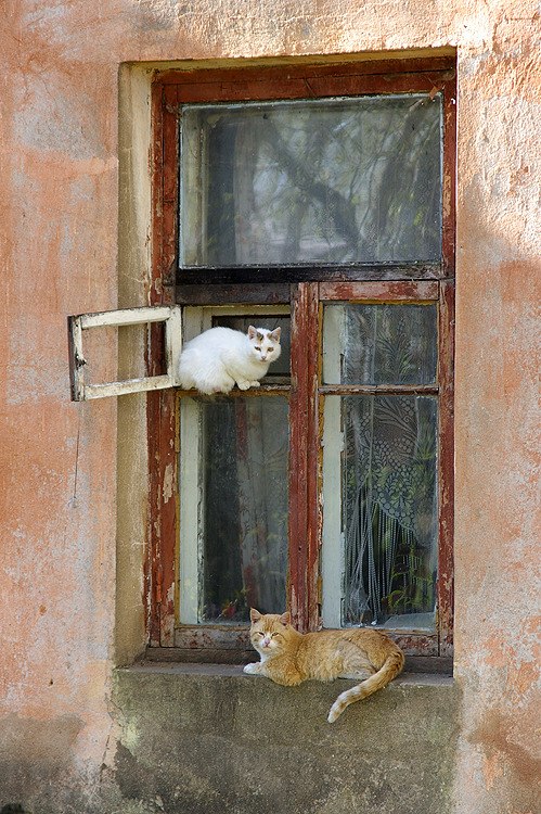 Вероника Некрасова | 