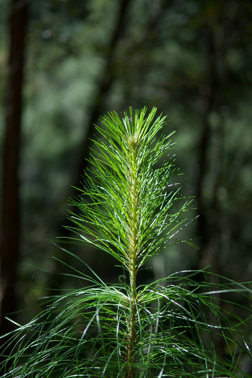 Дрю Святицкий | Melbourne