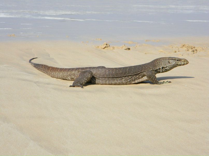 Женя Лобатий | Кривой Рог