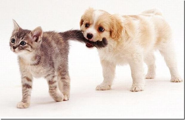 Людмила Куленевич Lutik | Ирпень