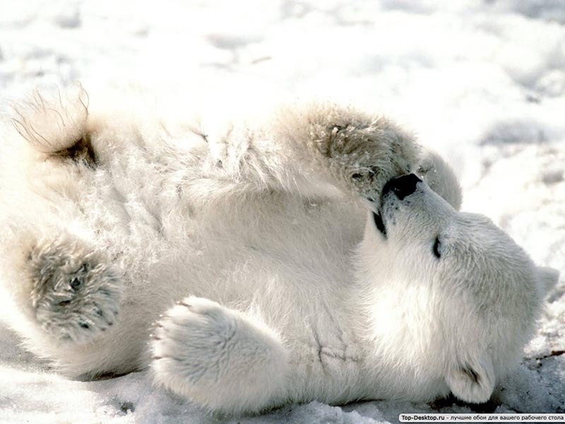 Полиграф Шариков | Санкт-Петербург