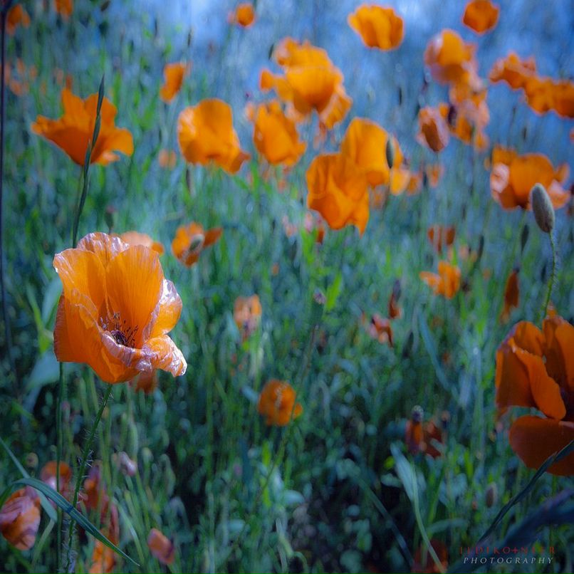 Анна Гындышева | Тюмень