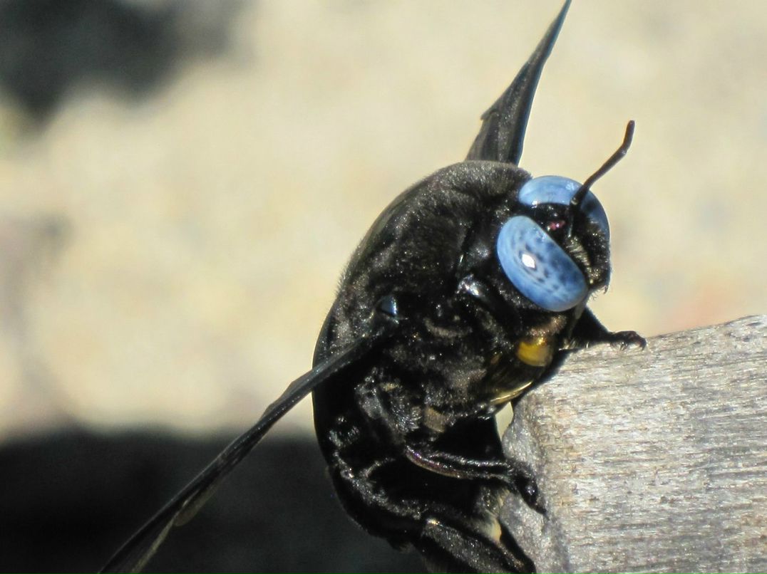 Яна Кшановская Yan_chin | Санкт-Петербург