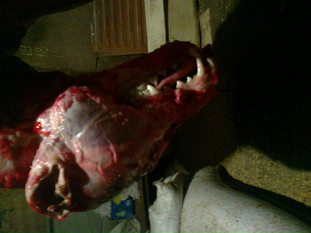 Колёк Чуфанов | 