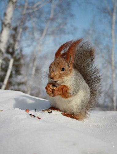 Николай Аверьков | 