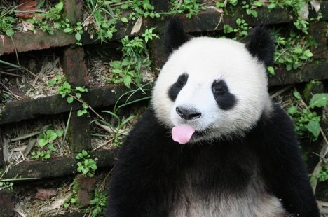 Вовчик Радченко | Санкт-Петербург