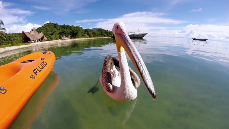 Pelican Learns To