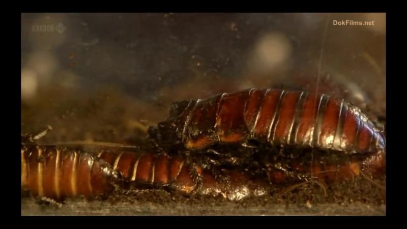 + BBC. Вивисекция. Как устроены насекомые Insect Dissection How Insects Work