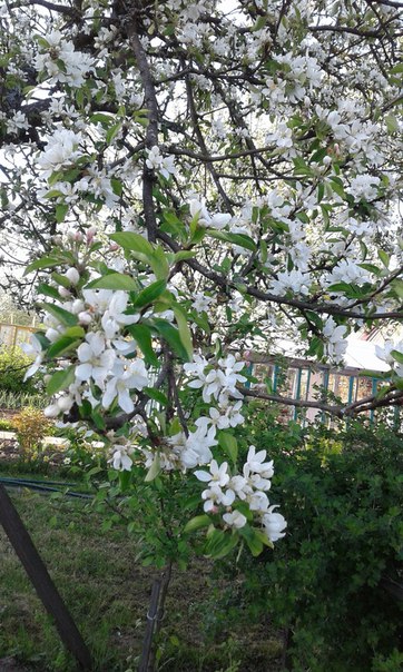 Галина Кузьмина, Россия, Мурманск