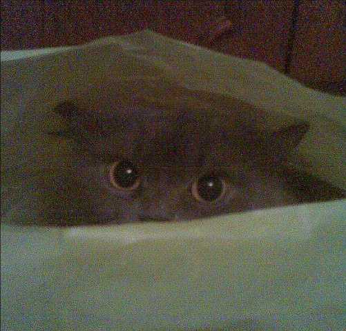 Алексей Захарченко, Россия, Донецк