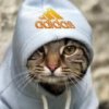 Аватар: Котэ Котэ