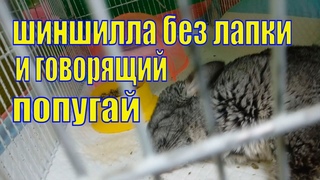 Вредные свинки /Говорящий попугай/ Шиншилла без лапки