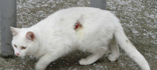 Грязная белая кошка. Грязный белый кот. Белая бездомная кошка. Белый Бездомный кот