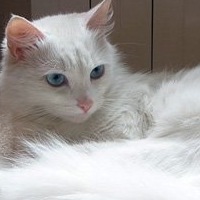 Олеся Канаева