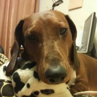 Дмитрий Котов