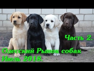 Рынок собак. Староконный рынок. Одесса. Сегодня. Животные. Птичий рынок. Самый большой рынок Украины