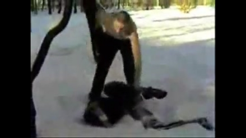 Огреб гордый