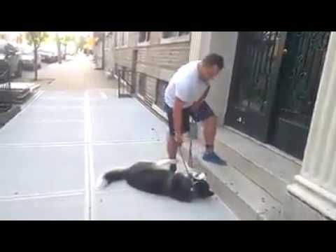 Хитрый пес не хочет домой