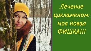 Лечение цикламеном: моя новая фишка