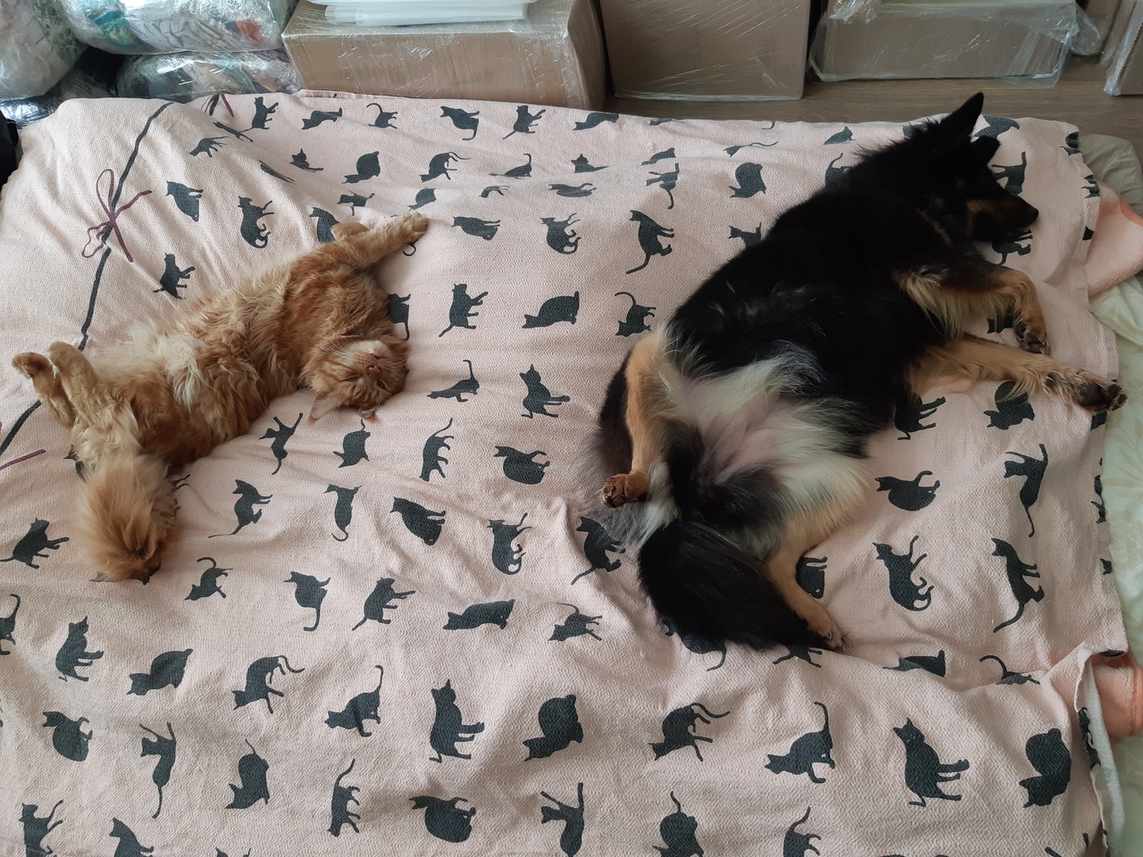 Кошки в нашей жизни. Кошки и все, что с ними связано.