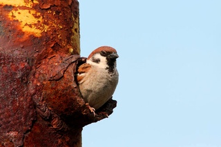 Воробьи зимой в городе. Синица спит. Птица с птенцами. Ночная птица зимой в парке. Где ночуют птицы.