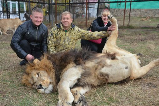 виктор агафонов парк львов. джуна тайган. тайган деревянный лев. тайган сафари парк львов владелец. спасите тайган.