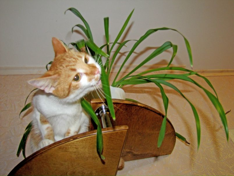 №12, Юлия Ковалева №12, Юлия Ковалева