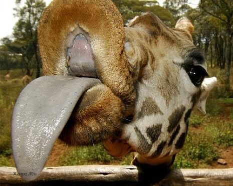 №65, Даня Ганина, 28.9 №65, Даня Ганина, 28.9