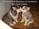 Фотография Чернышев Алексей