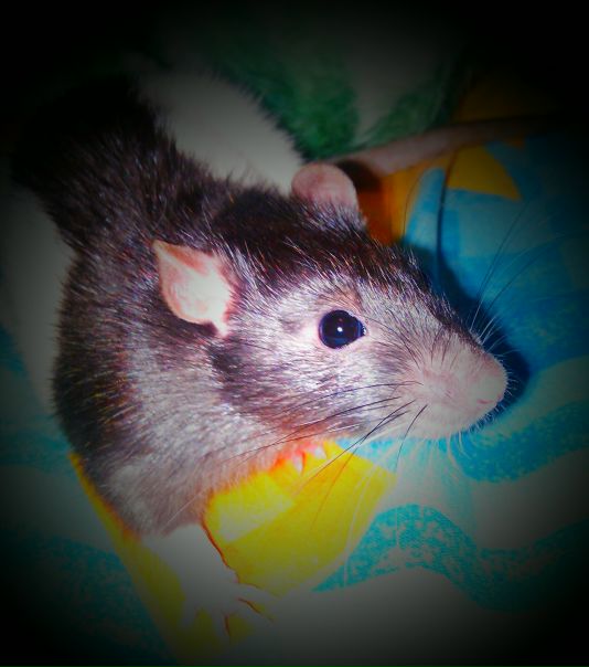 №101, Анна Шатова, Санкт-Петербург №101, Анна Шатова, Санкт-Петербург