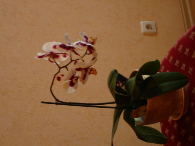 Валентина Косикова | Симферополь