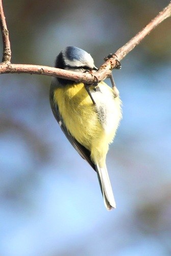 Юлия Фирсова | Рязань